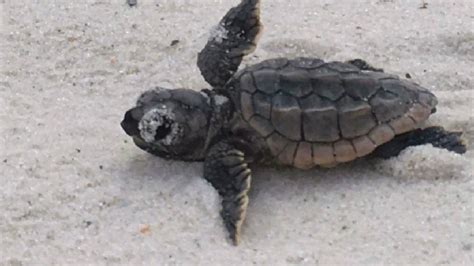 Loggerhead Sea Turtle Hatching Youtube