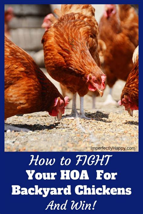 fight your hoa for backyard chickens the imperfectly happy home chickens backyard raising