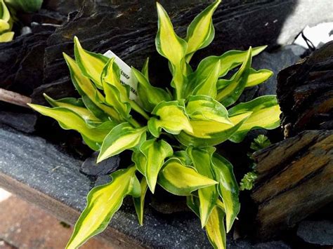 Just a few zucchini plants in a couple of pots and you will have more zucchini than your family can eat! How far apart to plant hostas: All about hosta spacing ...