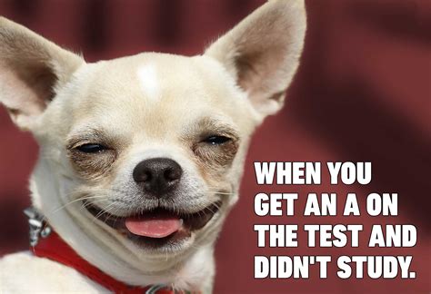 71 Funny Animal Chihuahua Dog Meme Face