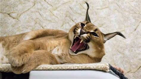 Caracal Cat Big Floppa Loudest Call Ever Recorded Youtube