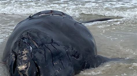 Endangered Baby Right Whale Found Dead On Florida Beach