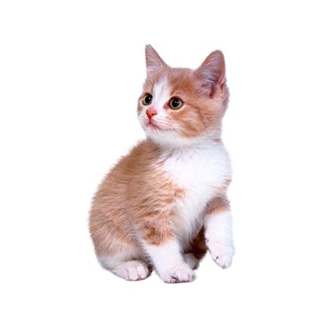 Download Domestic Kitten Hd Image Free Hq Png Image Freepngimg