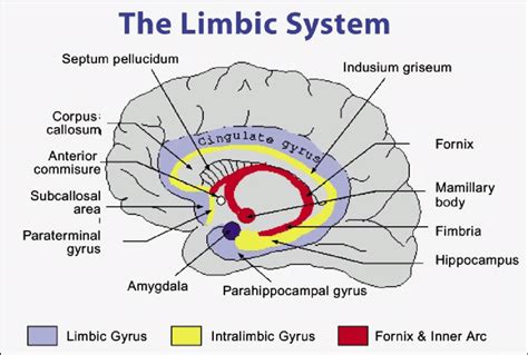 Anatomy Of The Limbic System Download Scientific Diagram