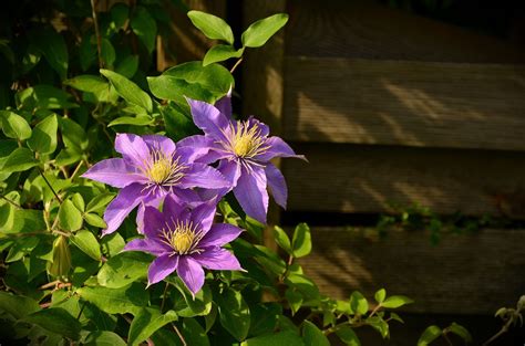 How To Prune Clematis Plants