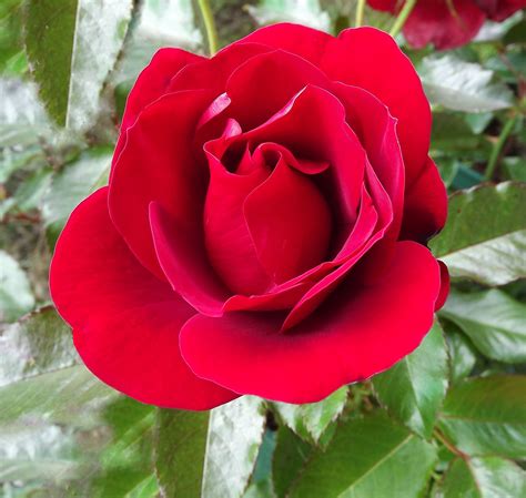 Classic Red Rose Floribunda Roses Single Rose