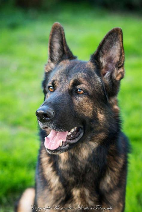 Acquire Terrific Tips On German Shepherd They Are Offered For You On