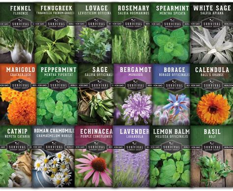 Survival Garden Seeds 18 Medicinal Herb Seeds To Plant