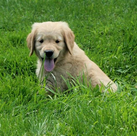 Akc Golden Retriever Puppy For Sale From Windy Knoll Goldens Windy