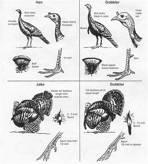 Wild Turkey Anatomy Goodmorninggloucester