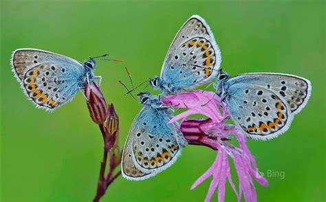 Italy Romani Castelli Butterflies 2016 Bing Wallpaper View