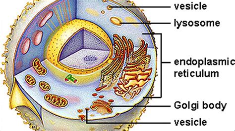 What Is A Vesicle In A Cell