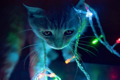 Colorful Cat Animals Whiskers Christmas Lights Mammal Vertebrate