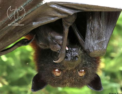 Scheduling A Tour United States Lubee Bat Conservancy
