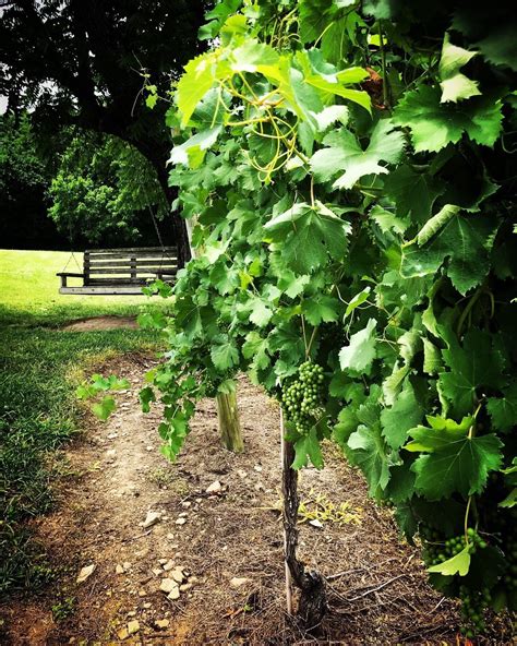 Arrington, TN Vacation Rentals: house rentals & more | Vrbo