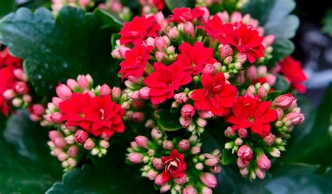 Flor Da Fortuna Kalanchoe Blossfeldiana