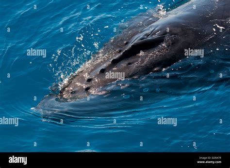 Humpback Whale Megaptera Novaeangliae In Harvey Bay Queensland