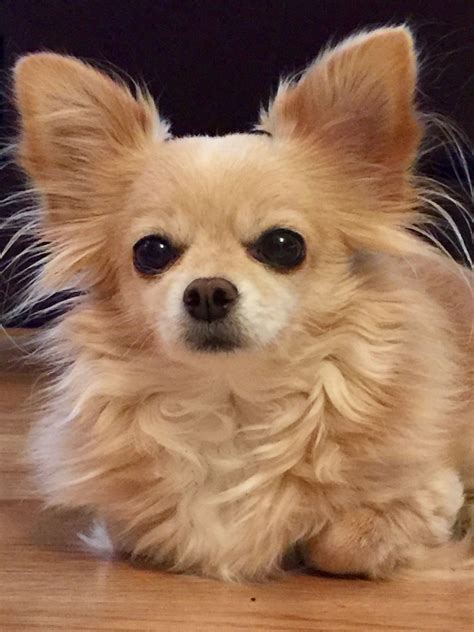 Beautiful Charm ️long Haired Chihuahua Чихуахуа Милые животные Собаки