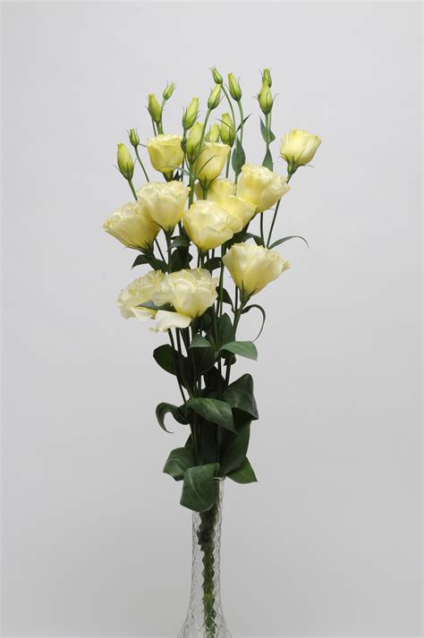 Kvety K Rezu Lisianthus Cut Flower Double Abc 2 Yellow 1000 Semien