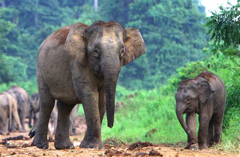 Borneo Elephant Sanctuary In Kinabatangan Destination Asia News