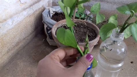How To Grow And Care Money Plant In Water Youtube
