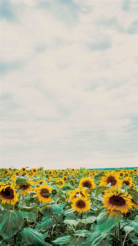 Sunflower Wallpaper Aesthetic Landscape Mainwallpaper
