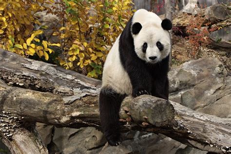 National Zoo Giant Pandas Enjoy Fall Three Year Old Giant Flickr