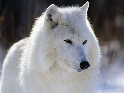 Arctic Wolf Wolf Wiki Fandom Powered By Wikia