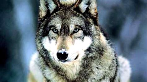Why Gray Wolves Are Endangered Danger Choices