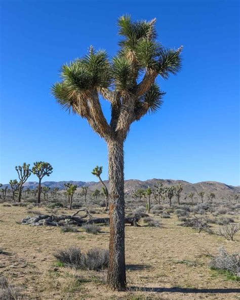The best 10 rv parks in los angeles, ca. 7 Best National Parks Near Los Angeles, CA | Joshua tree ...