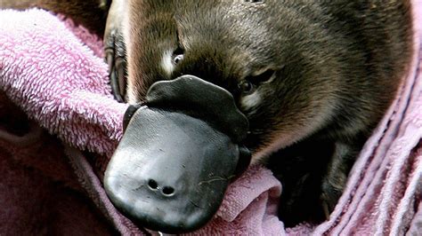 Show Me Pictures Of A Baby Platypus Baby Platypus Are Called Puggles