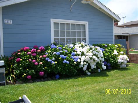 Someday I Want Huge Hydrangea Bushes Next To My House