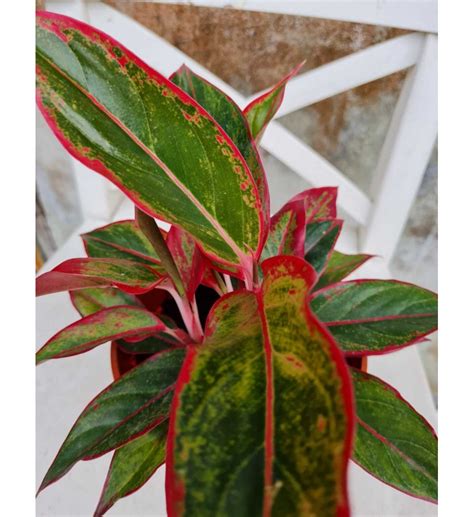 We did not find results for: Aglaonema Siam Aurora