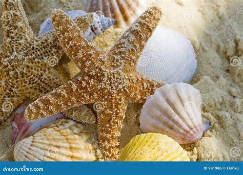 Starfish And Shells On The Beach Stock Photo Image Of Ocean Animal