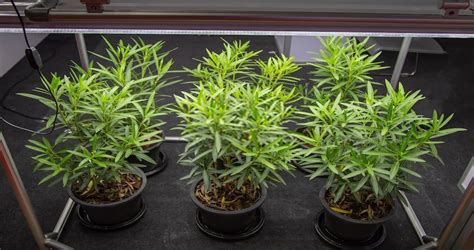 Your plants would wilt, become stunted, leaves would a: How to Raise Humidity in Grow Room Without Humidifier ...