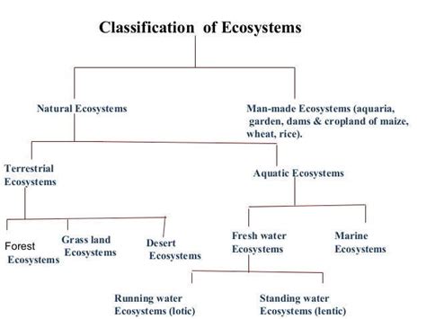 Environment And Ecosystem Components Of An Ecosystem Pmf Ias