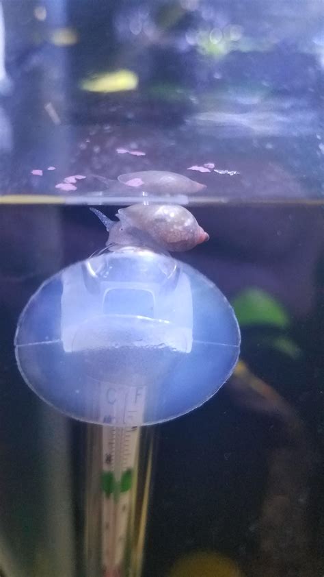 id on this little sweetie i love the little face r aquaticsnails