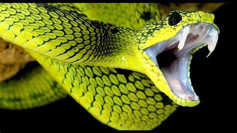 The Scariest Types Of Snakes In The World Jonathan H Kantor