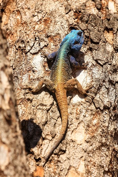 Male Southern Tree Agama Blue Headed Tree Agama In The Kr Flickr