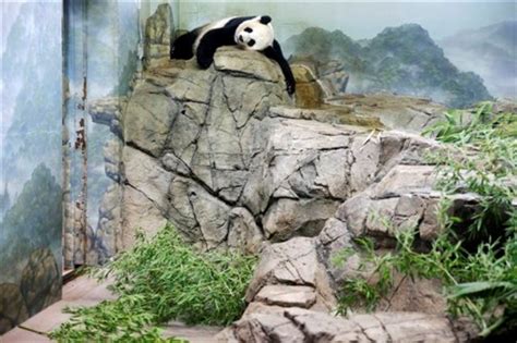 Its Panda Monium National Zoo Says Mei Xiang Has Twins World News
