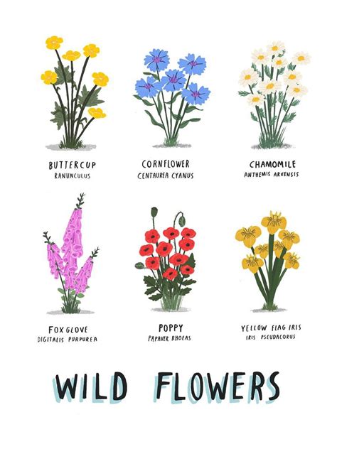 Wild Flowers Print 40 X 50 Cm Unframed 2016 Digital Art Giclée By