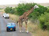 Photos of Nairobi National Park Safari Tour