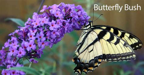 Buddleia Butterfly Bush Care Cómo Cultivar Y Cuidar Las Plantas De