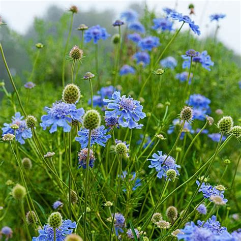 Butterfly Blue Pincushion Flower Gurneys Seed And Nursery