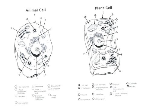 Plant Cell Drawing At Explore