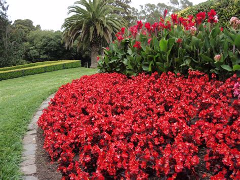Begonia Semperflorens Wax Begonia Begonia Garden Landscape Design