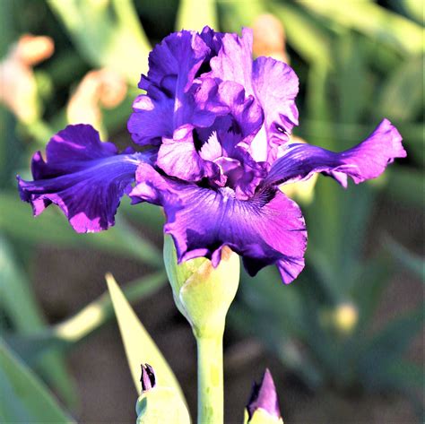 Purple Reblooming Bearded Iris Rhizome For Sale Iris Dashing Easy