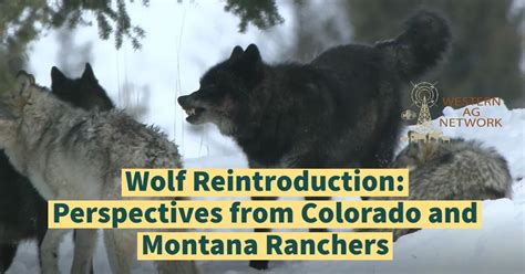 Wolf Reintroduction Perspectives From Colorado And Montana Ranchers