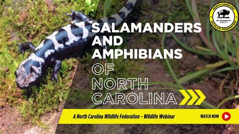 Salamanders And Other Amphibians Of North Carolina Youtube