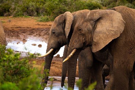 ¿qué Comen Los Elefantes Descubre Su Dieta Y Hábitos Alimenticios